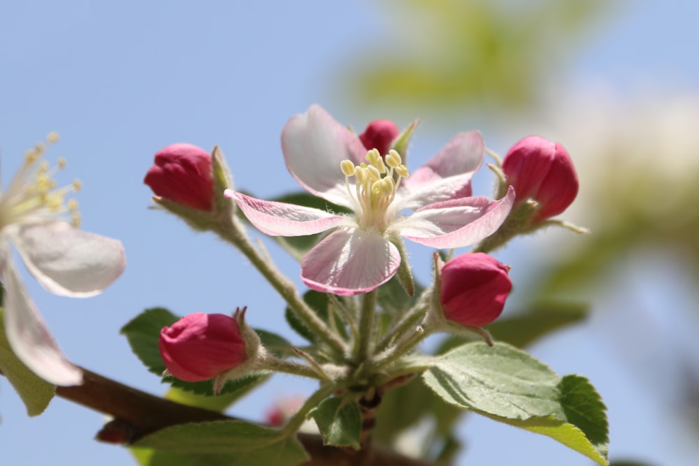 pink and white flower in macro lens