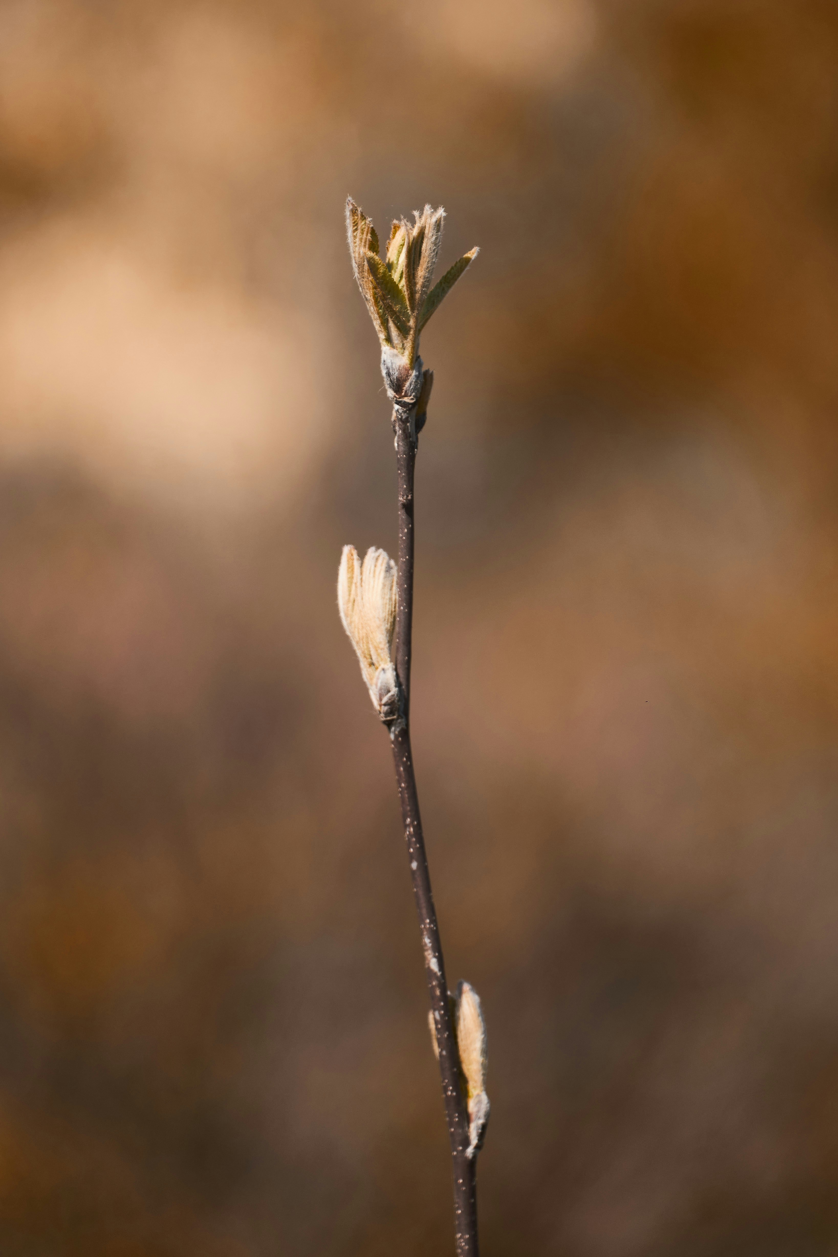 Plant in forest