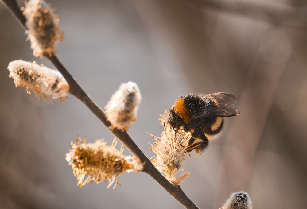 black and yellow bee on white flower