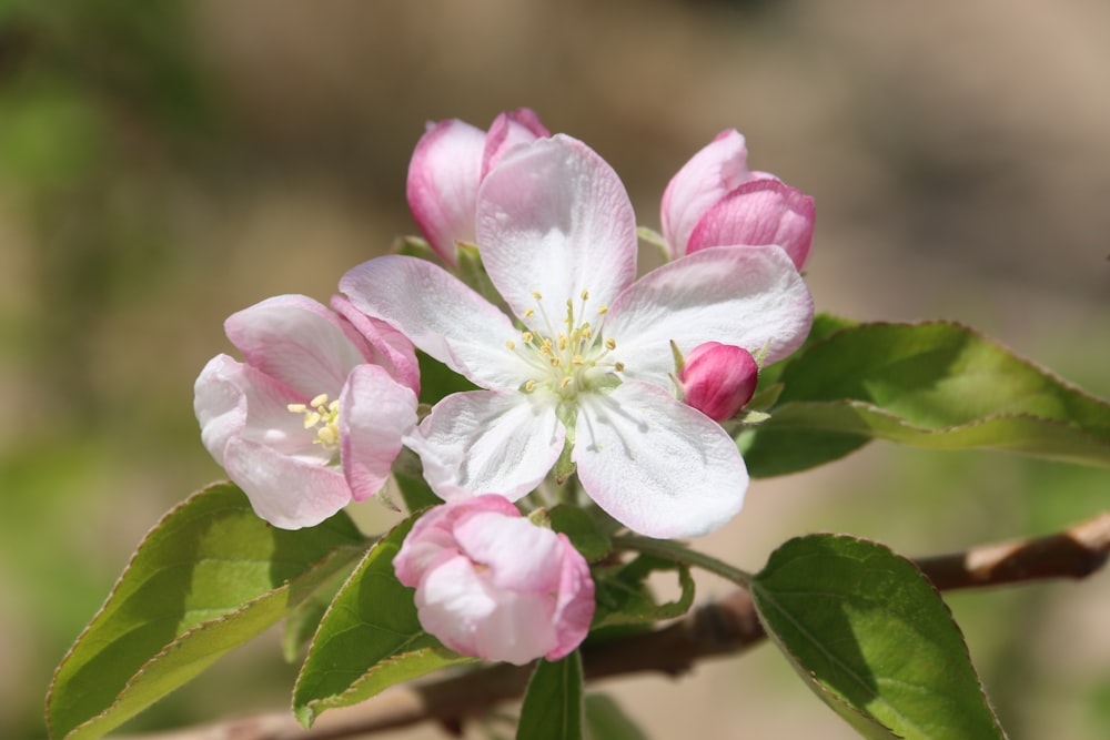 white and pink flower in tilt shift lens