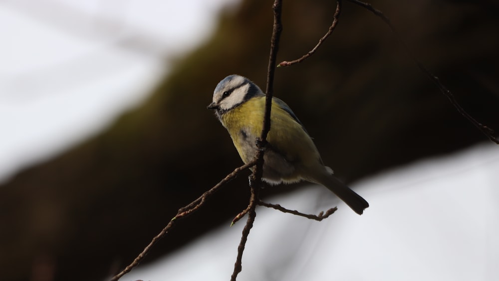 yellow and black bird on brown tree branch