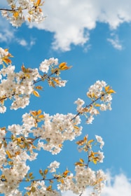 white and yellow flower under blue sky during daytime