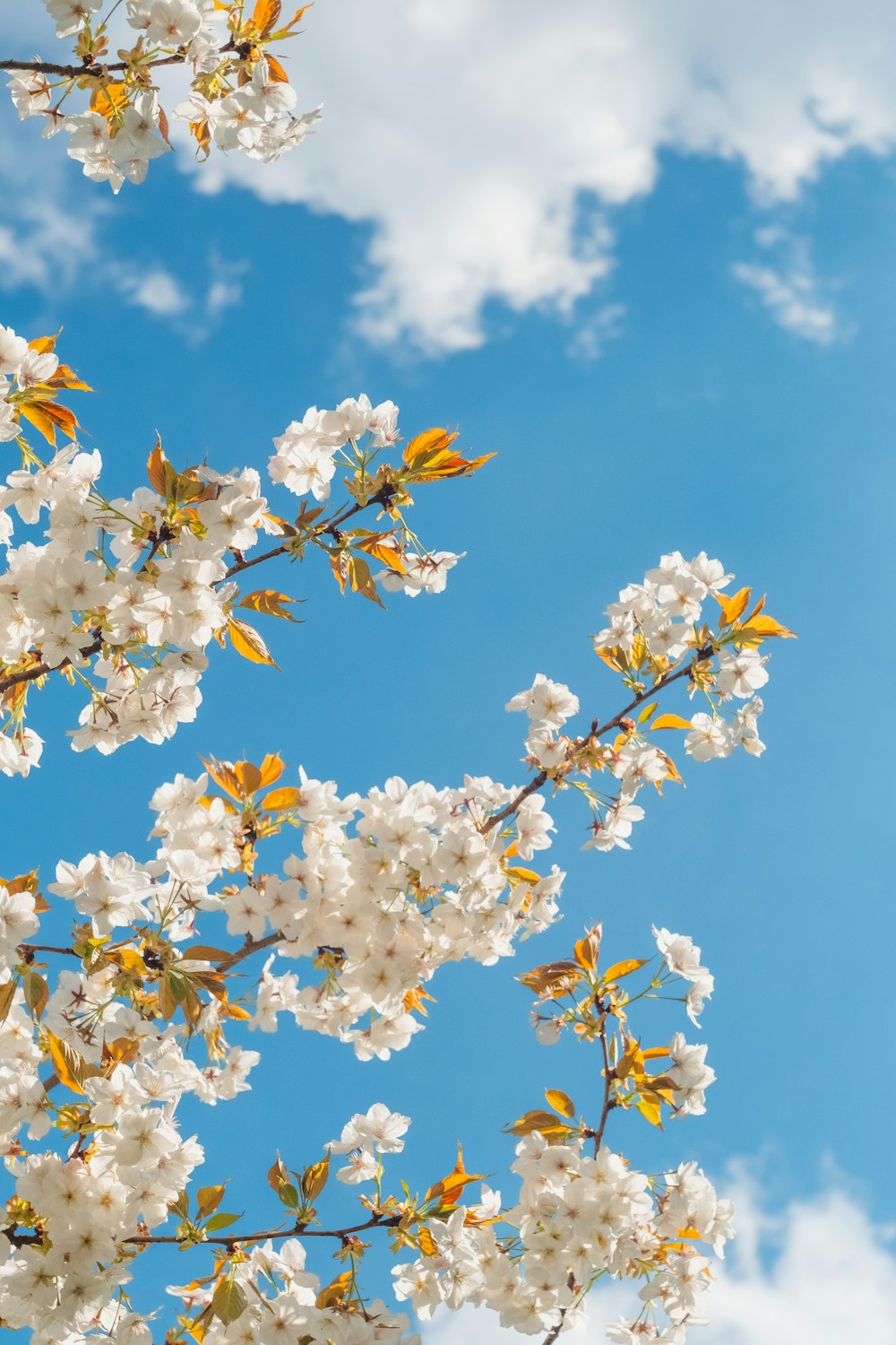 昼間の青空に白と黄色の花