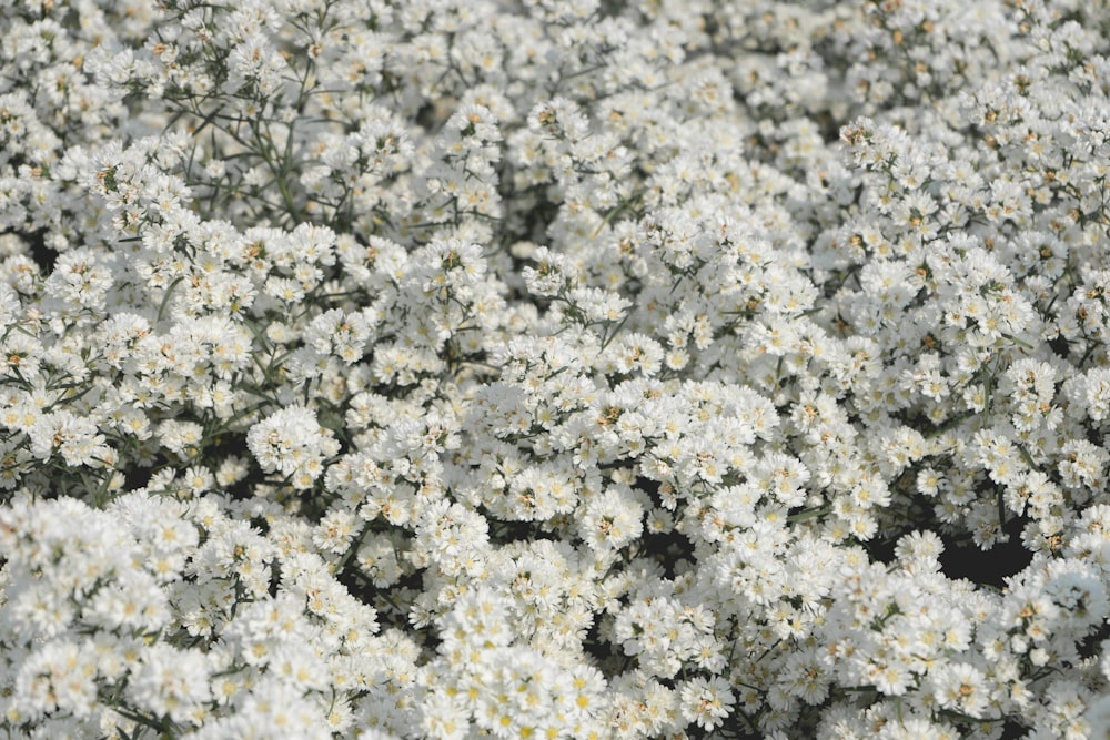 white flowers on green grass