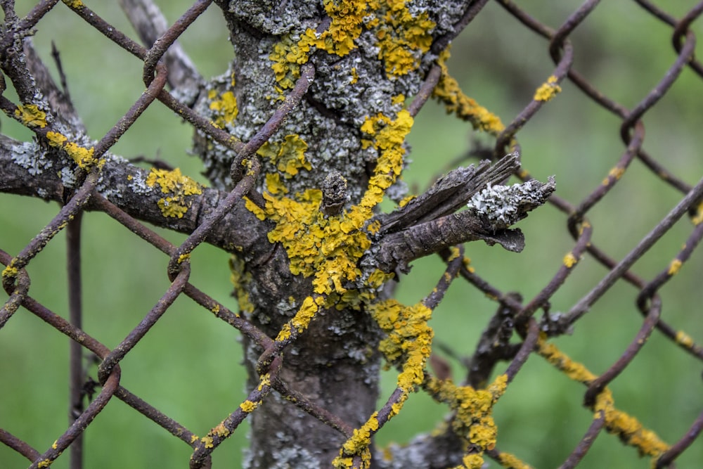 yellow flowers on brown tree branch