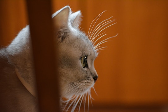 A close-up profile of a cat with light gray fur and striking green eyes. The cat's face is partially obscured by a wooden object, possibly part of furniture, creating an intentional framing effect. The background is a warm, soft brown, contrasting with the cooler tones of the cat's fur.