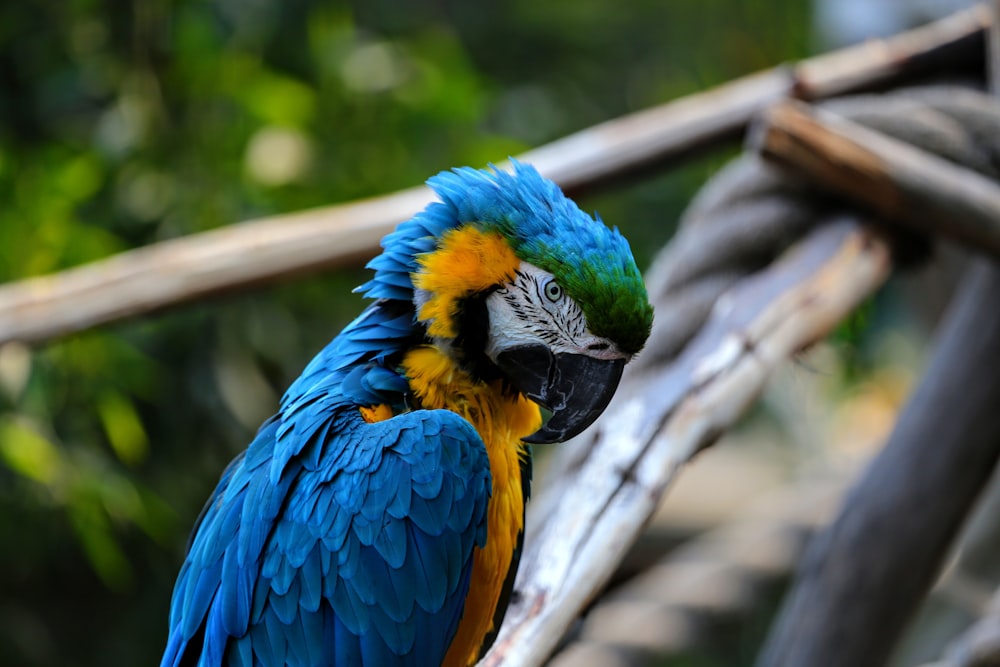 blue yellow and green parrot on brown tree branch