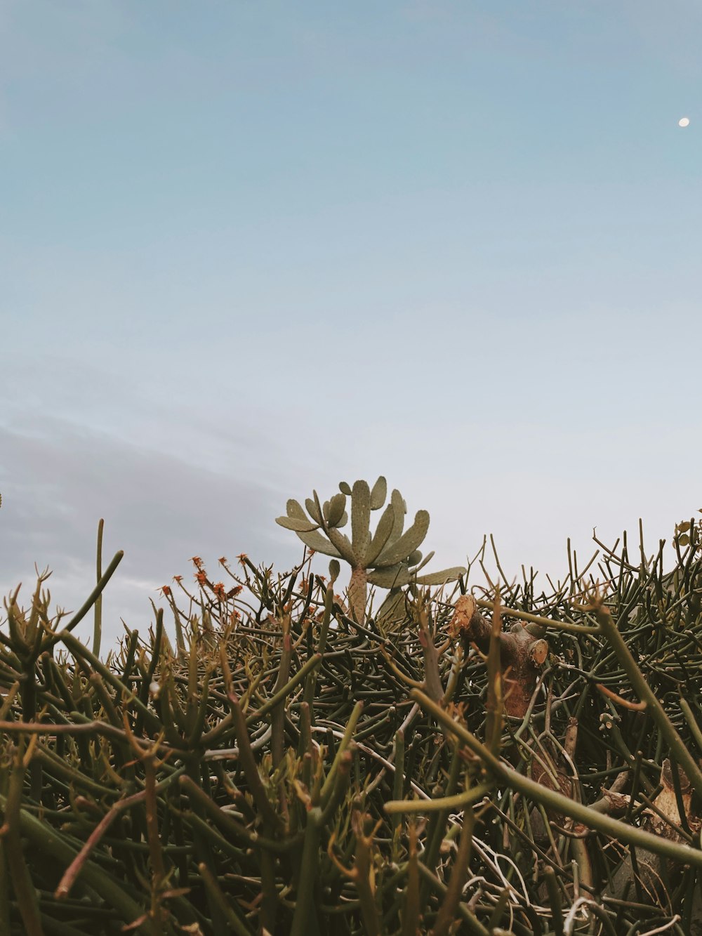 green plant under blue sky during daytime