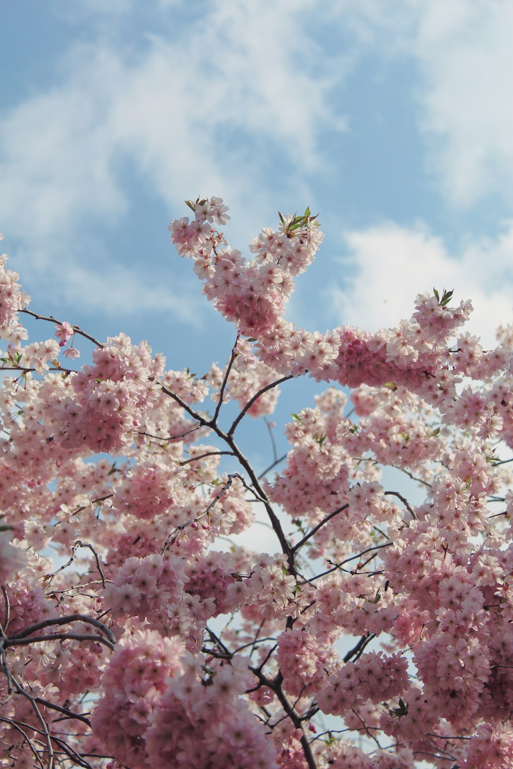 Árbol de flor de cerezo rosado bajo el cielo azul durante el día