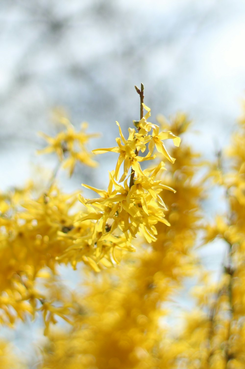 yellow flower in tilt shift lens