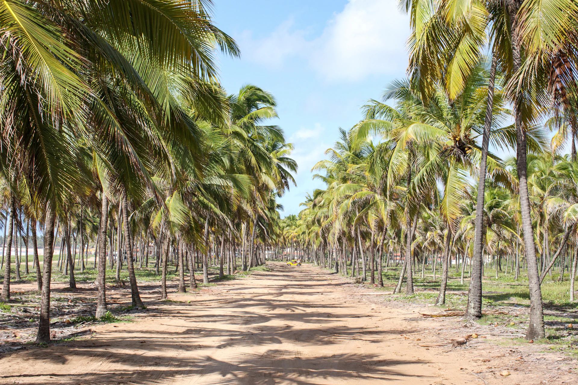 green coconut palm trees on brown sand under blue sky during daytime