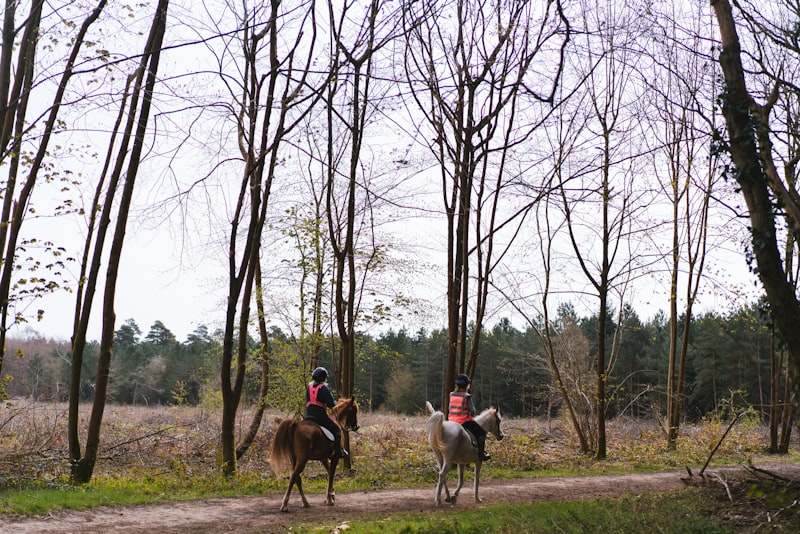 Entspannter Ausritt im Wald
