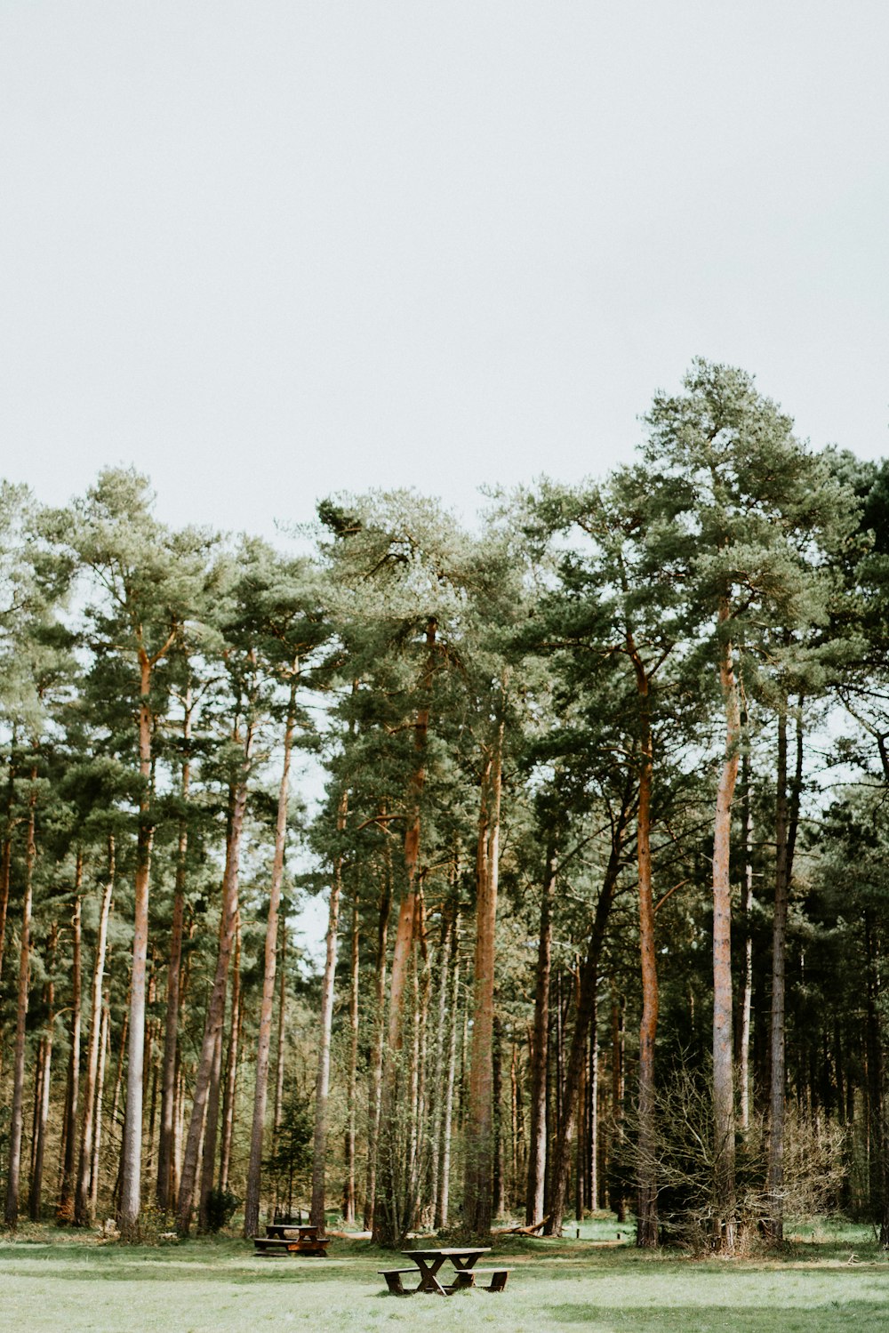 green trees under white sky during daytime