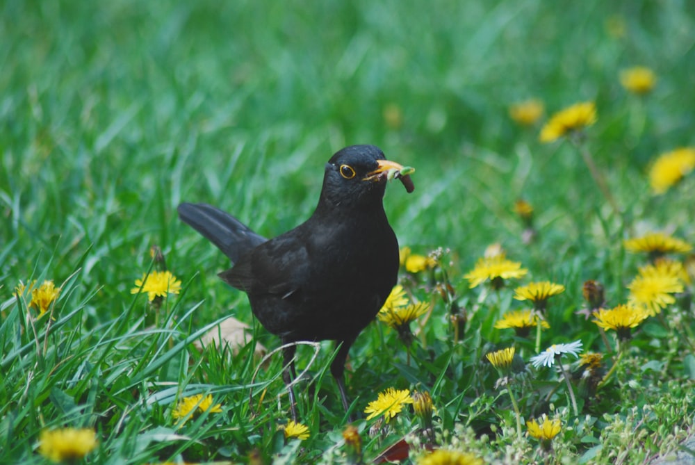 pájaro negro sobre hierba verde durante el día