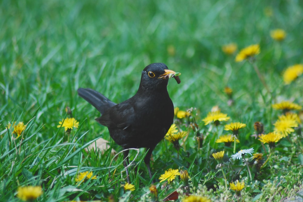 pássaro preto na grama verde durante o dia