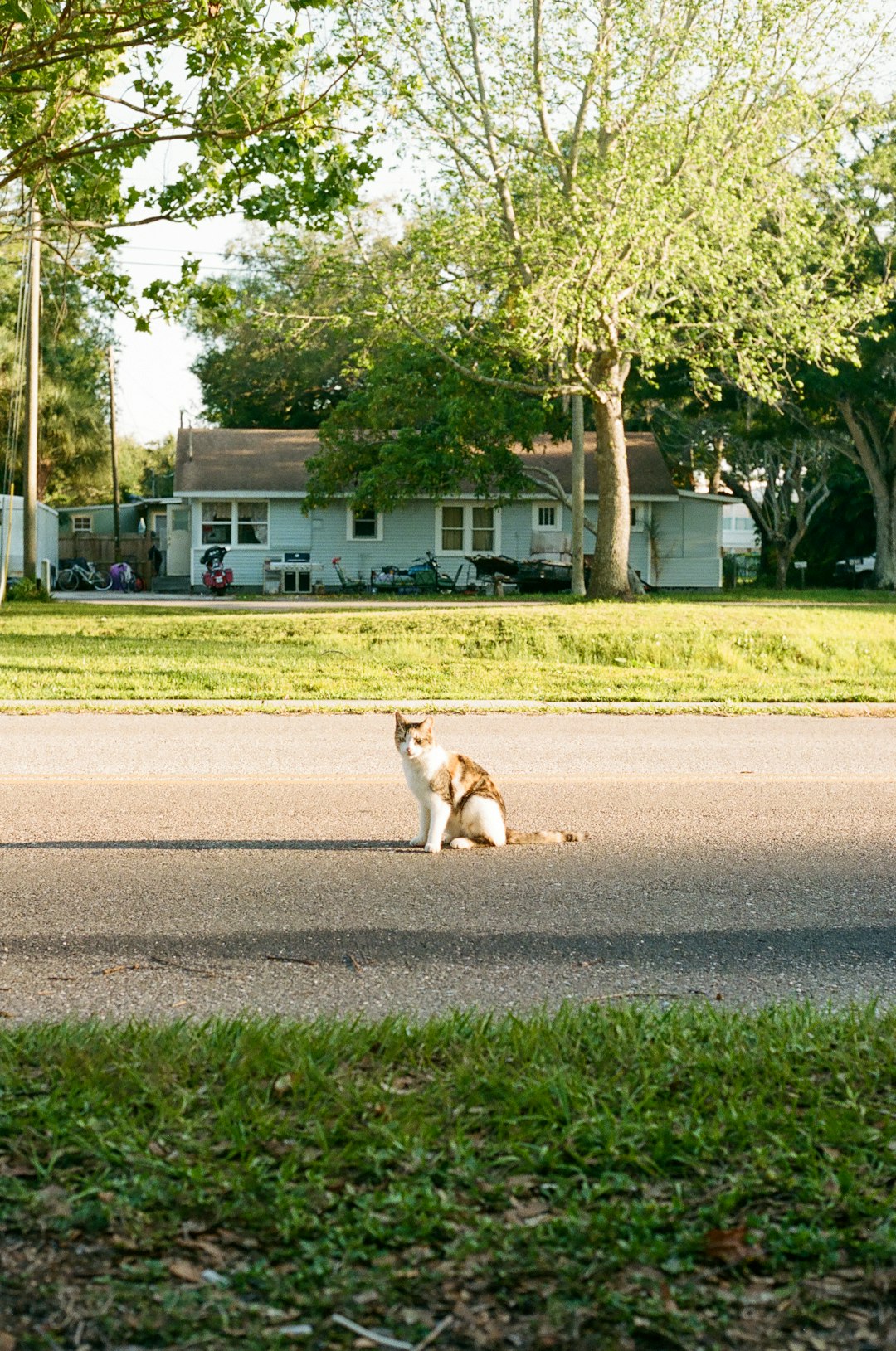 white and orange cat sitting on gray asphalt road during daytime