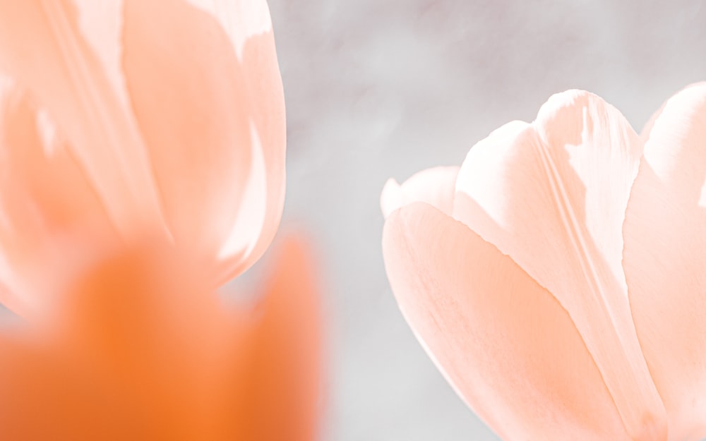 white flower in macro lens