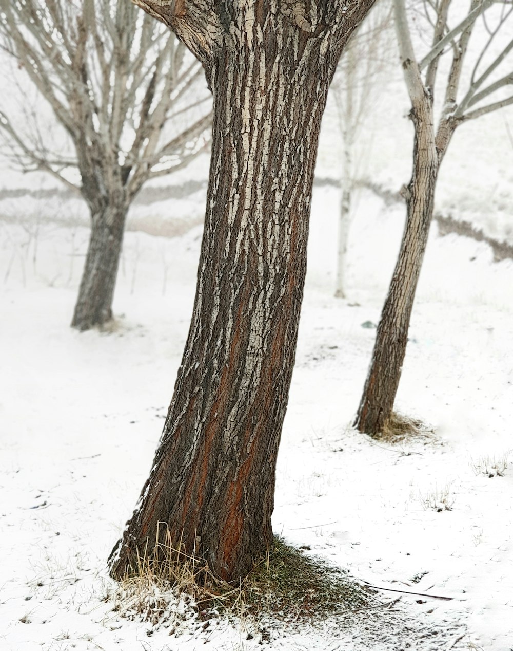 tronco de árbol marrón en suelo cubierto de nieve
