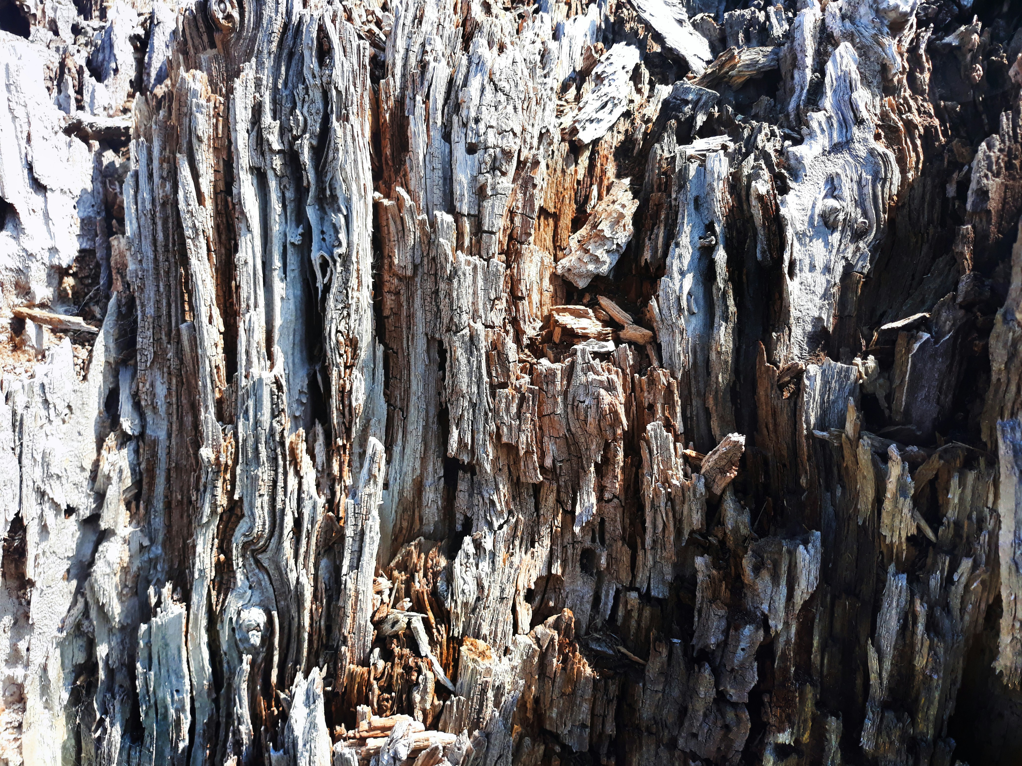 Photo by anna_kharkivska