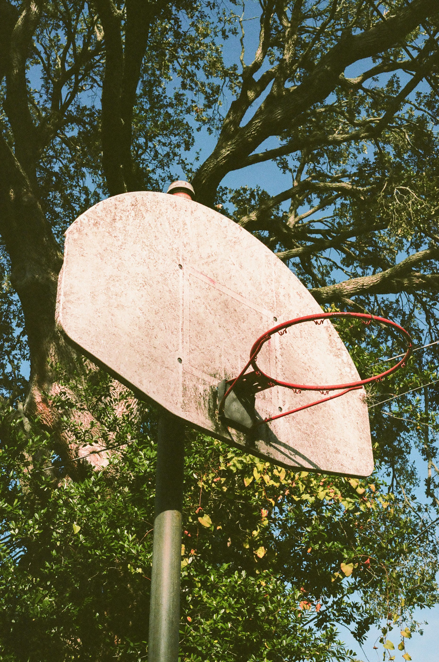 white basketball hoop near green tree during daytime