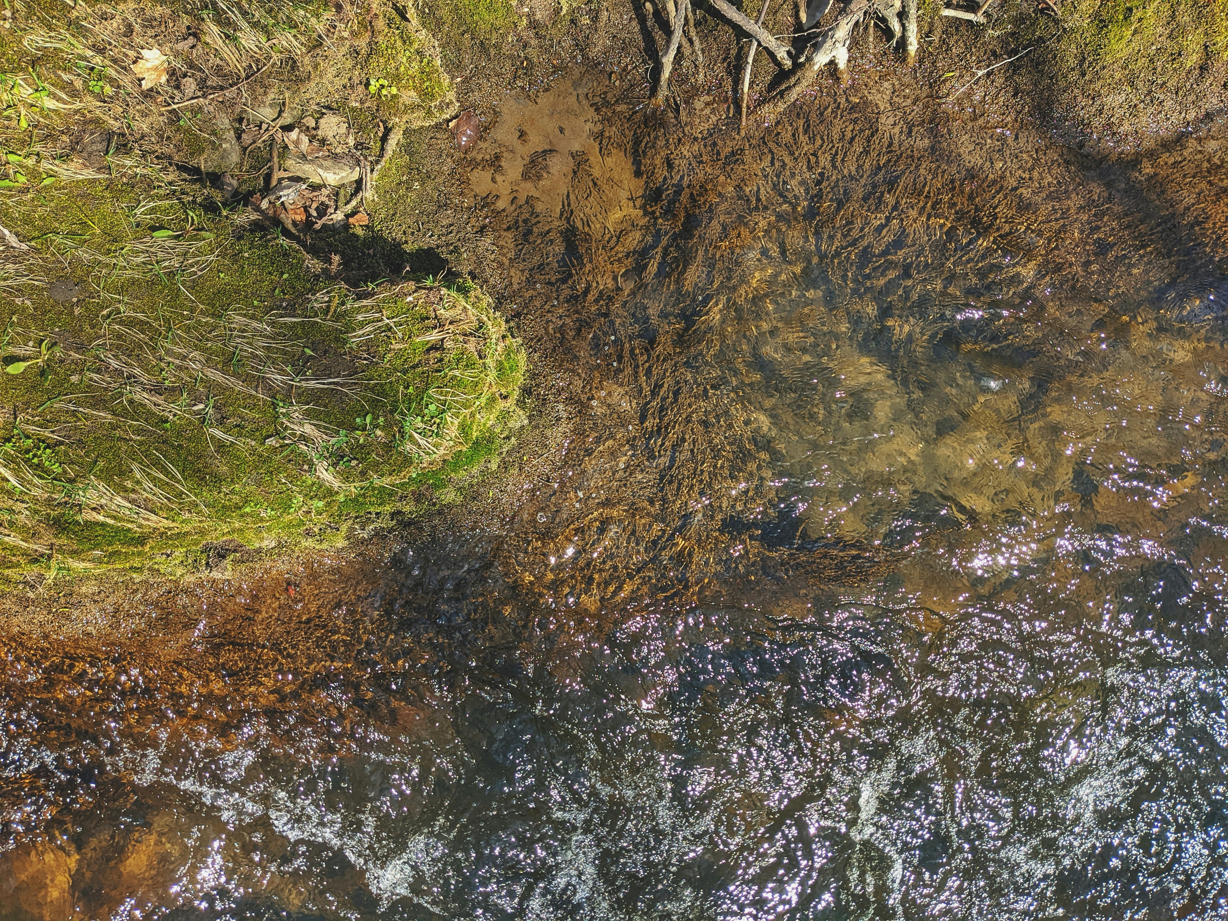 green moss on brown soil
