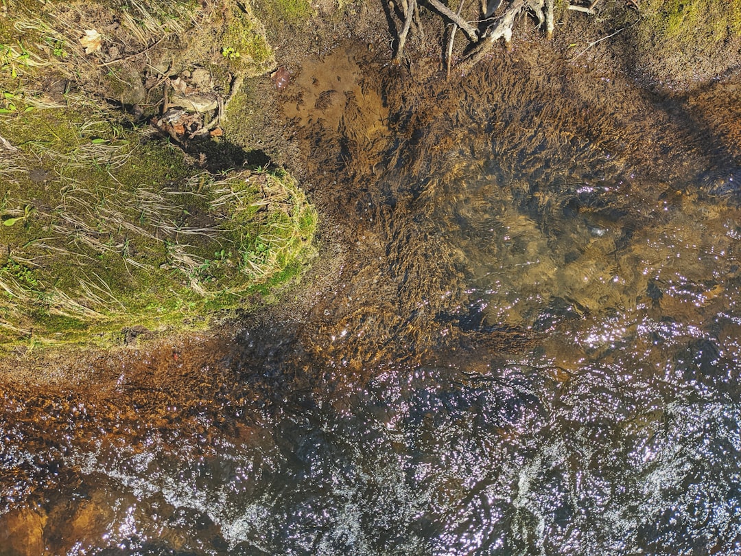 green moss on brown soil