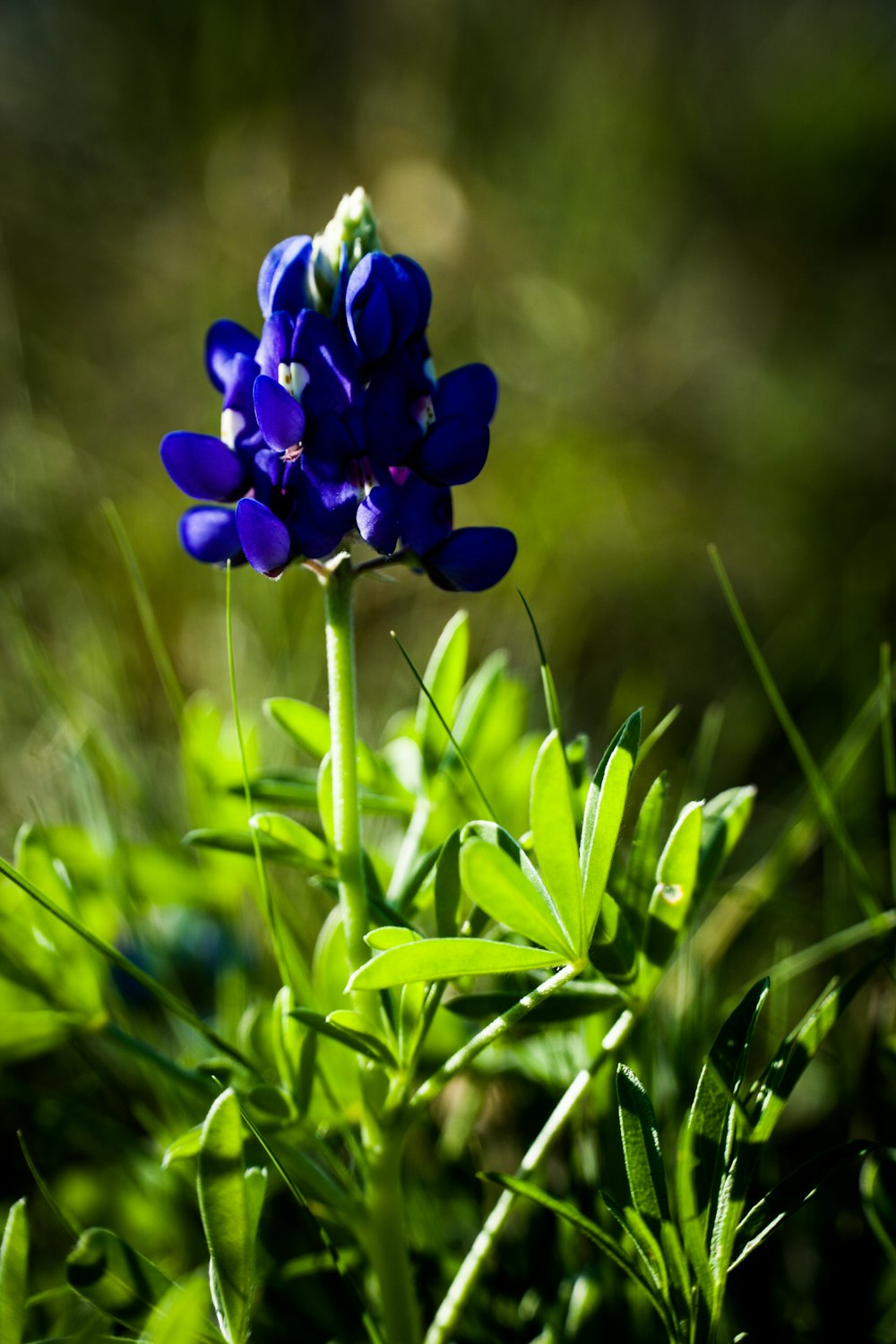 purple flower in close up photography