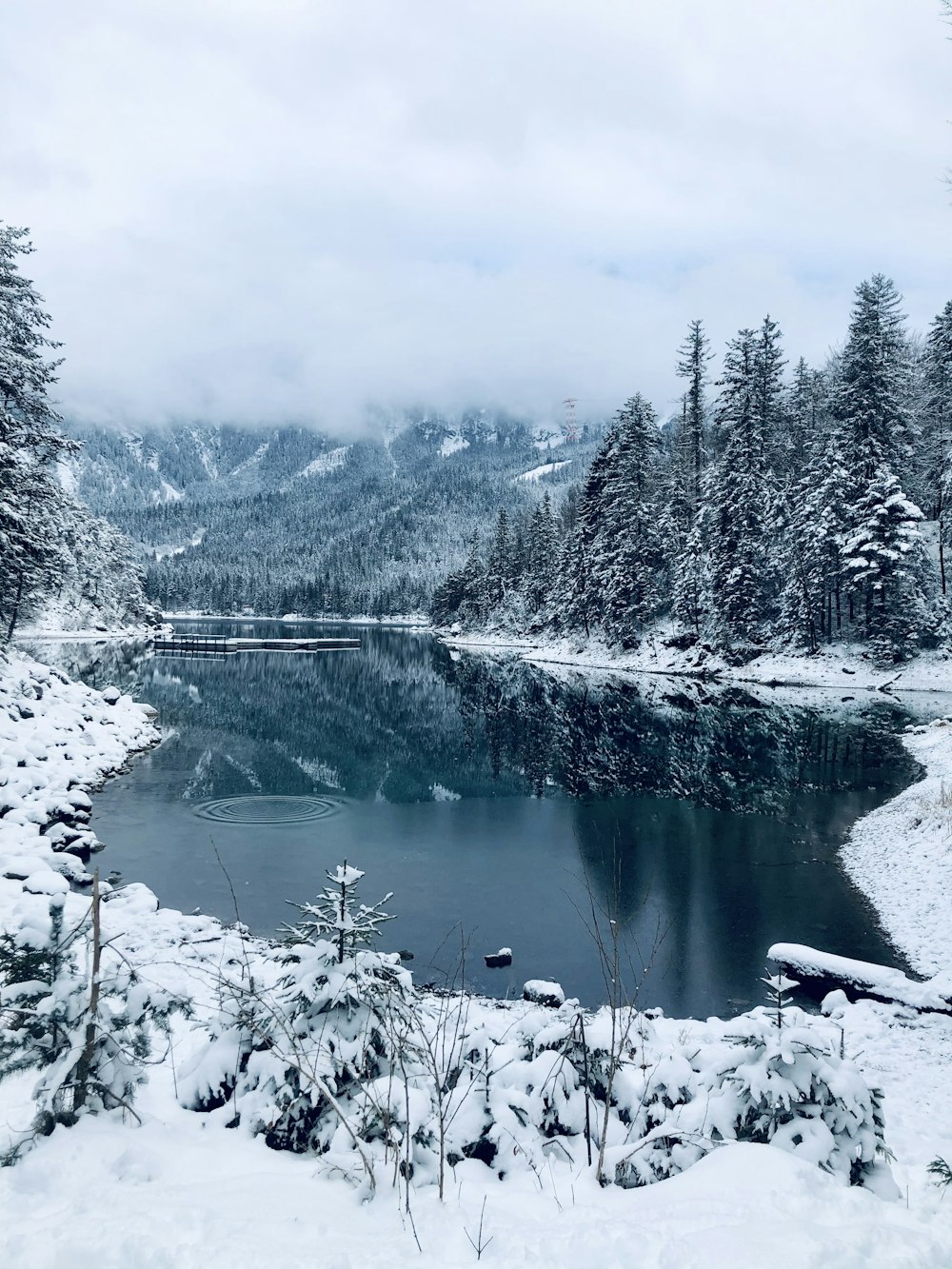 snow covered trees and lake