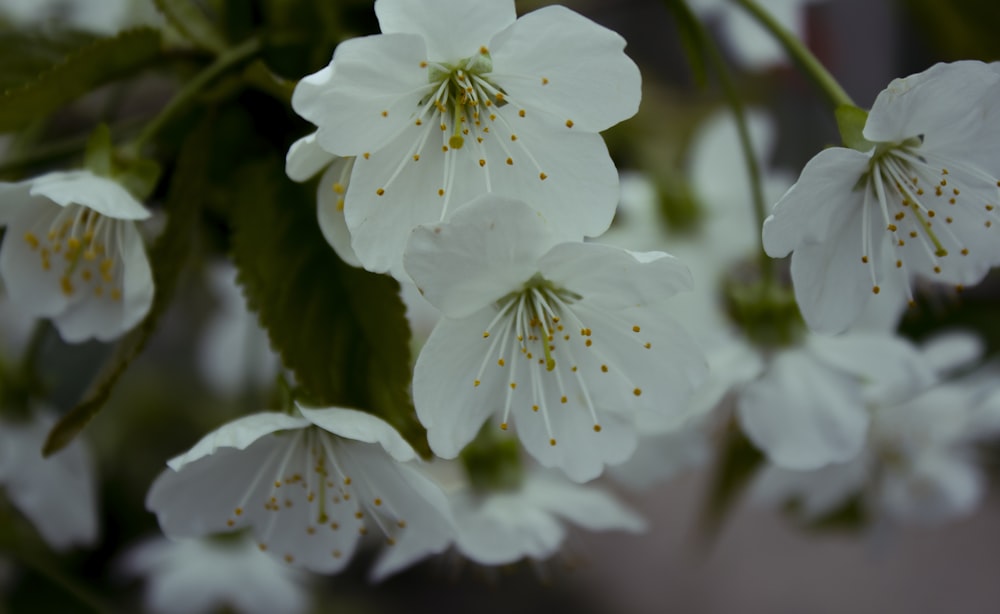 flores brancas com folhas verdes