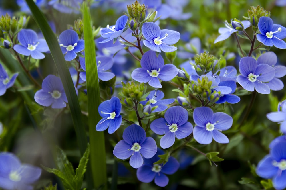 purple flowers in tilt shift lens