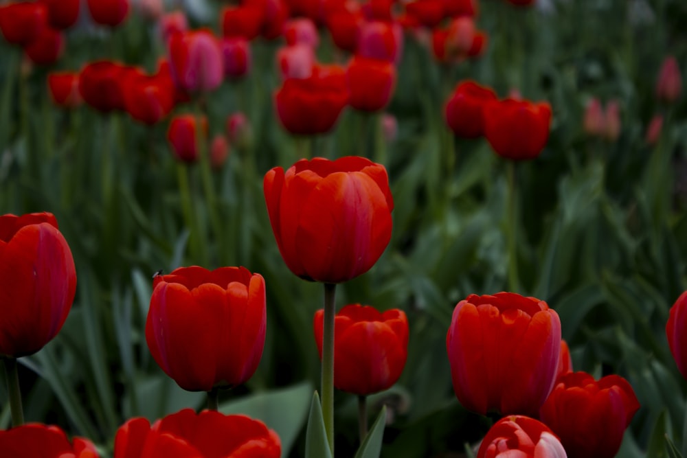 red tulips in bloom during daytime