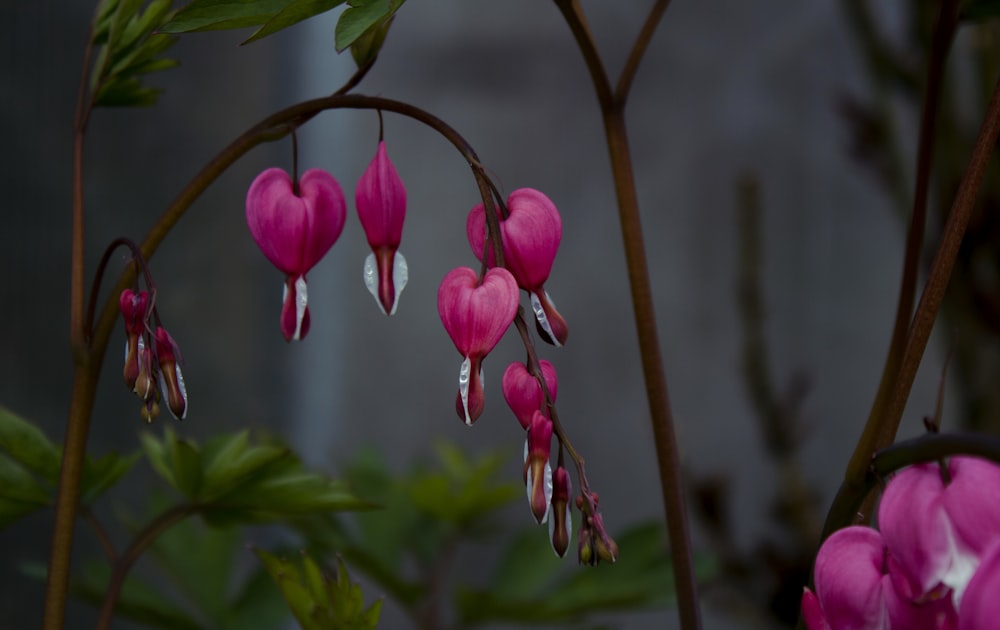 pink flower buds in tilt shift lens