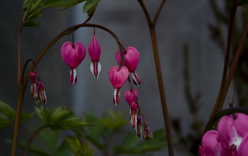 ティルトシフトレンズのピンクの花のつぼみ