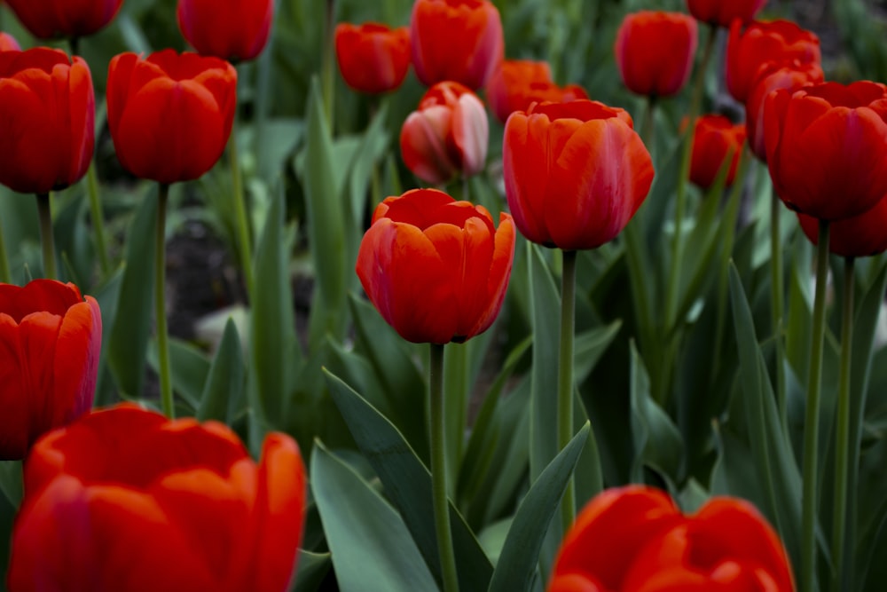 red tulips in bloom during daytime