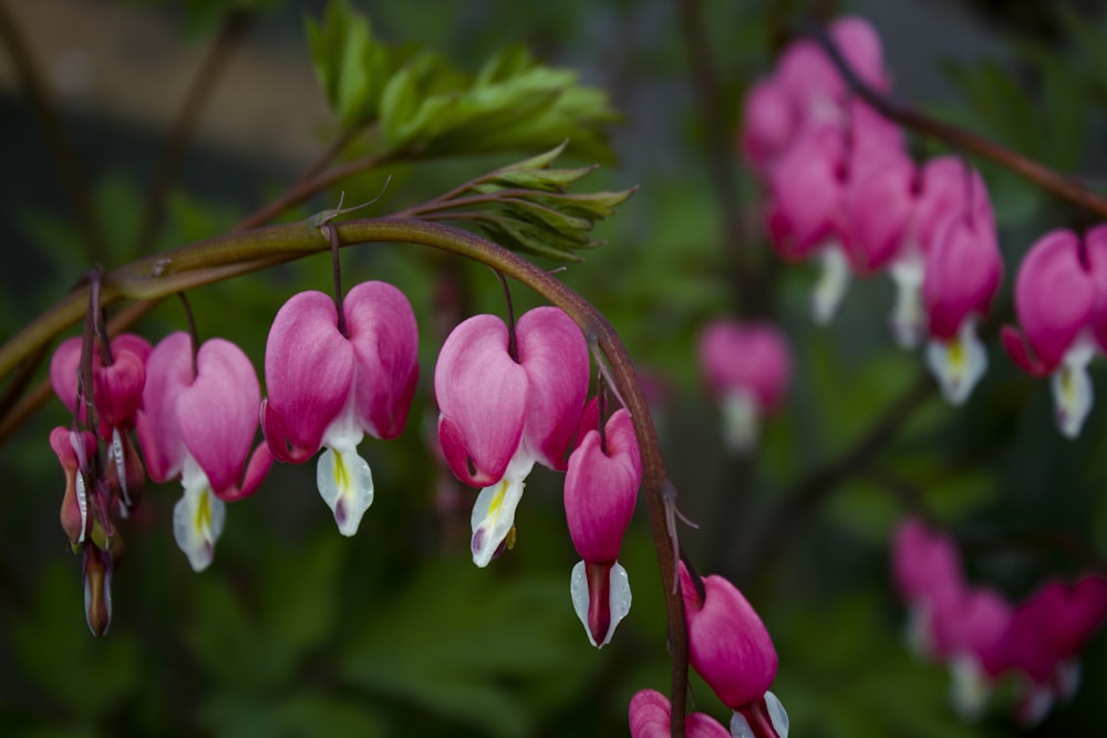 pink and white flowers in tilt shift lens