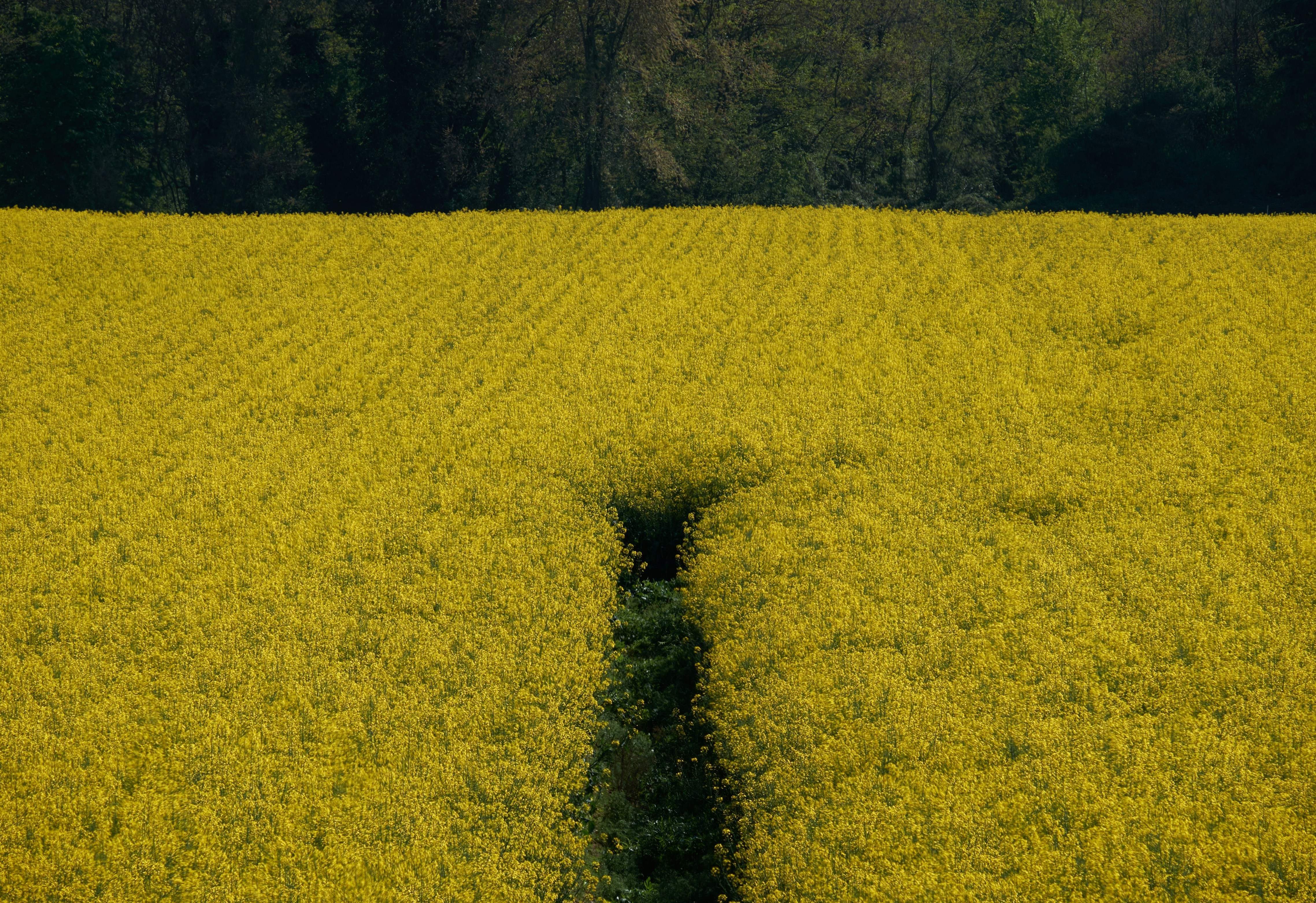 green grass field during daytime