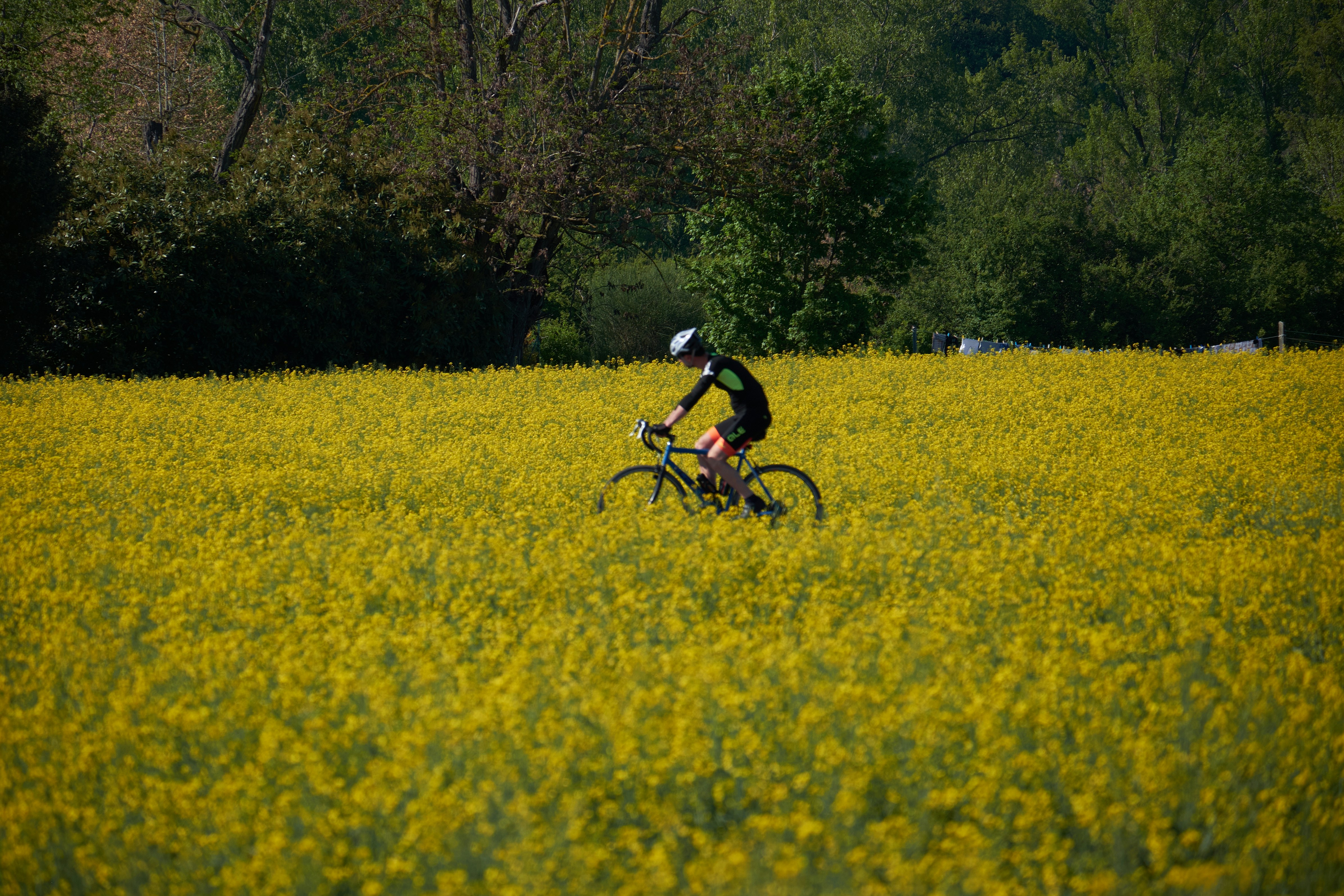 man riding bicycle on yellow flower field during daytime