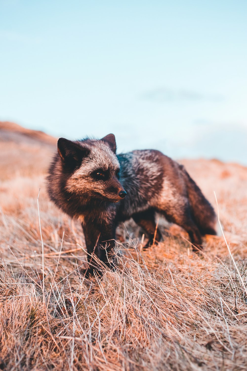 brown fox on brown grass field during daytime