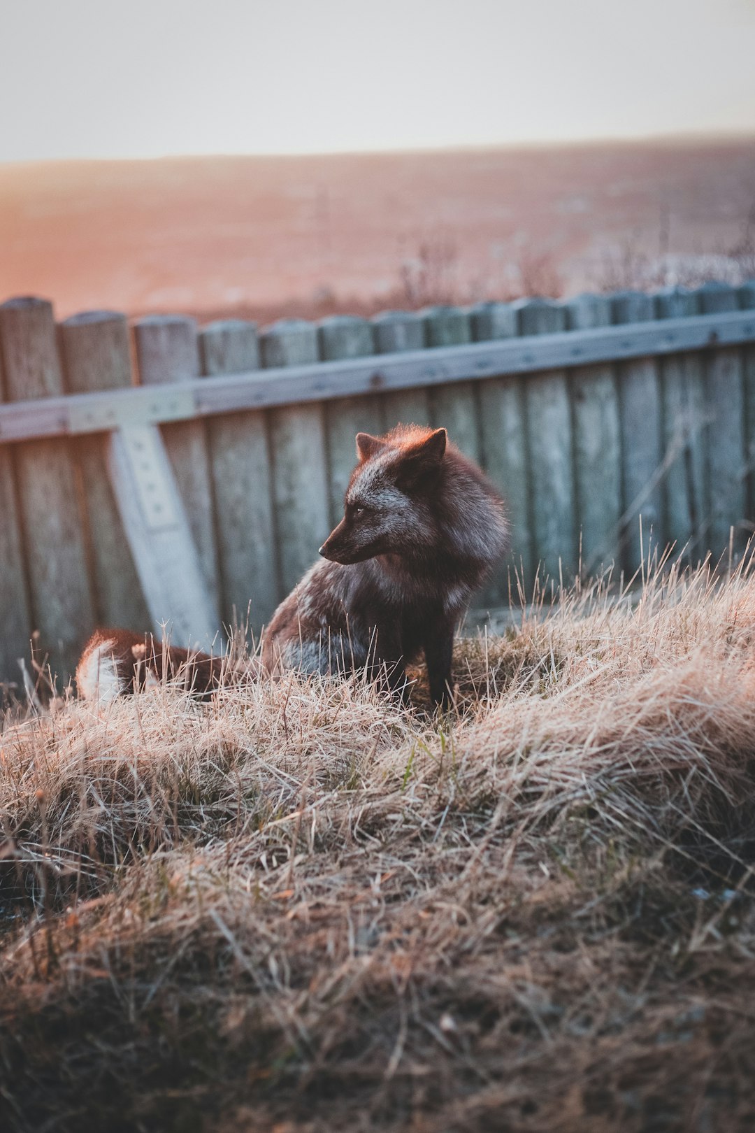 brown fox on brown grass during daytime