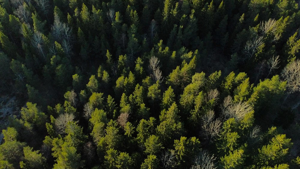 green trees on forest during daytime