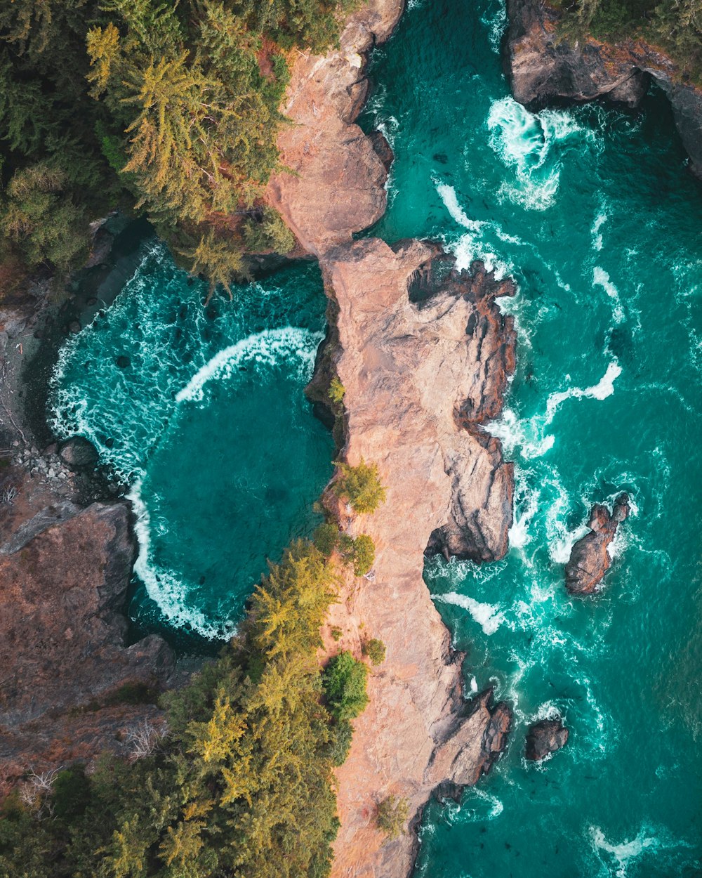 aerial view of green and brown trees beside body of water during daytime