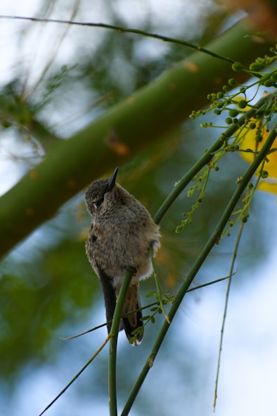 gray and black bird on tree branch