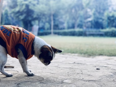 A small dog wearing an orange shirt with blue lettering, looking down towards the ground. The background features a blurred view of a garden or park, with green grass and trees.