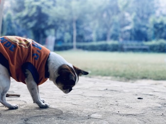 A small dog wearing an orange shirt with blue lettering, looking down towards the ground. The background features a blurred view of a garden or park, with green grass and trees.