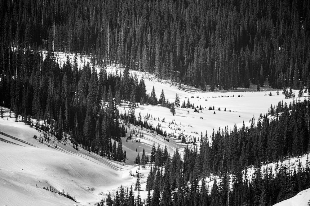 snow covered field and trees during daytime