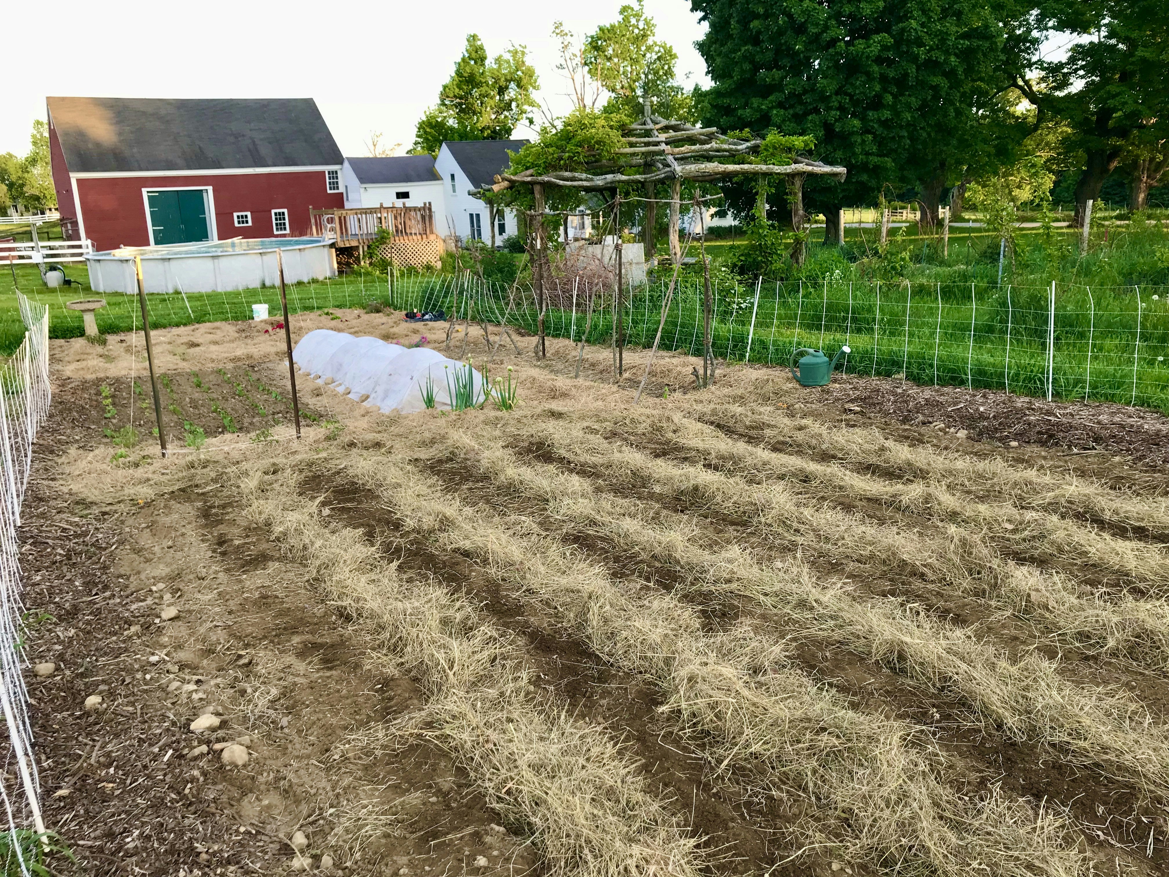 Beginner vegetable gardening tips: Organic mulching for weed control and moisture retention
