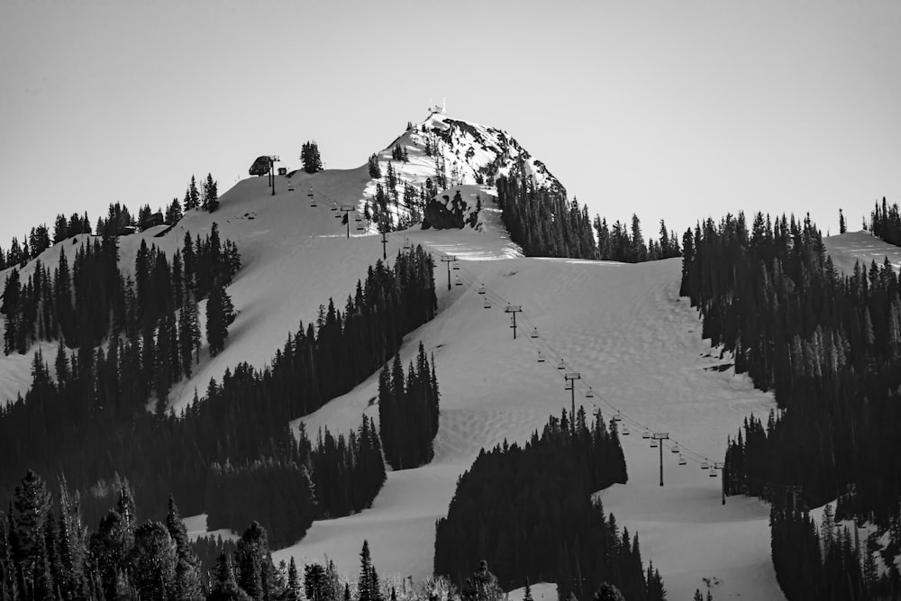 green trees on snow covered mountain