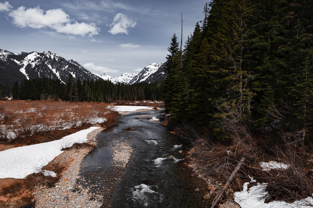 green pine trees near river under white clouds and blue sky during daytime