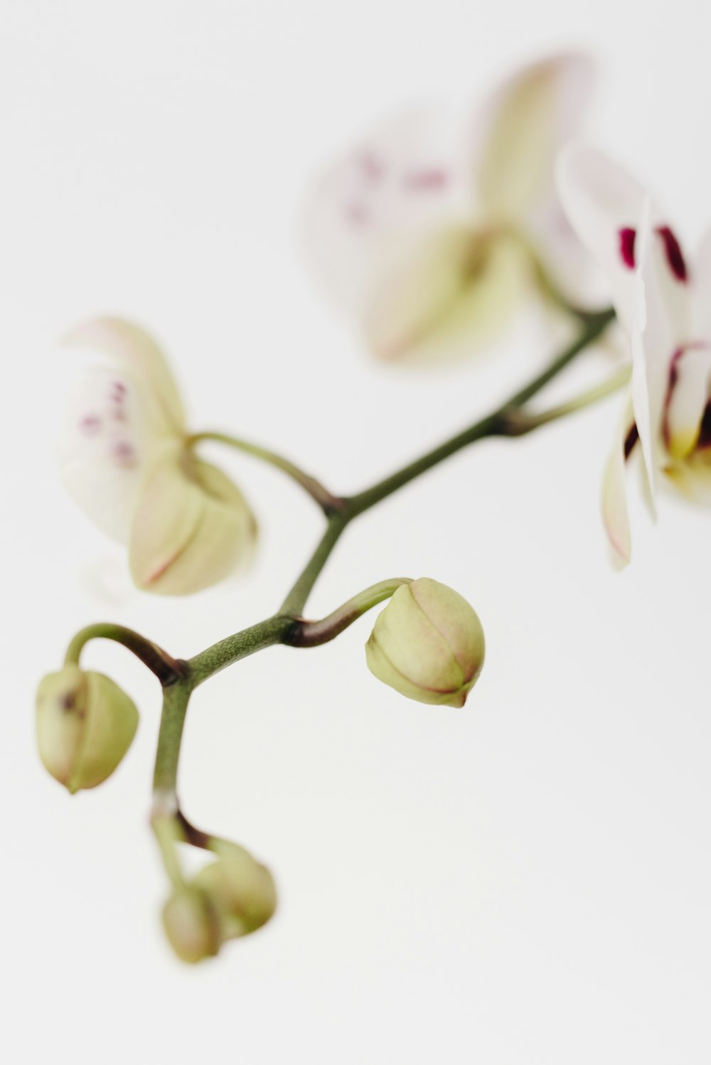 fleur blanche et verte en gros plan photographie