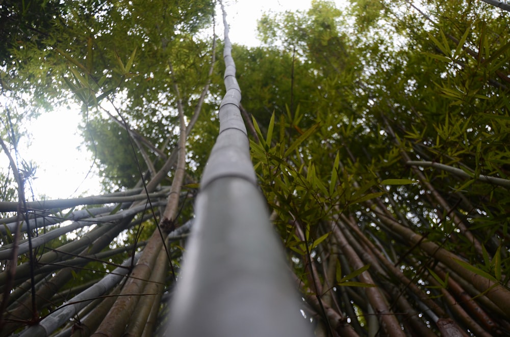 green tree beside white metal fence